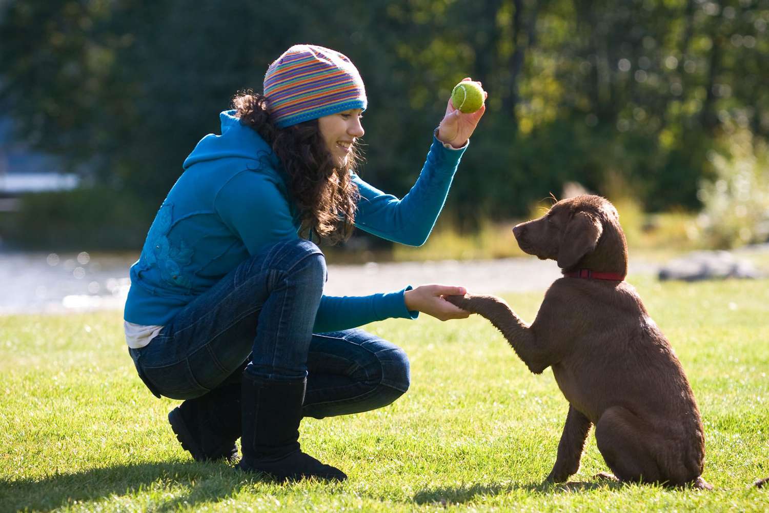 Why Professional Dog Trainers Create Confident, Well-Behaved Dogs